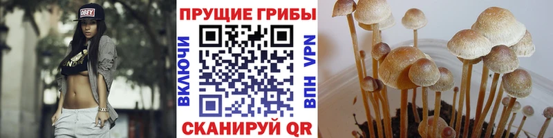 Галлюциногенные грибы Psilocybine cubensis  Ветлуга 